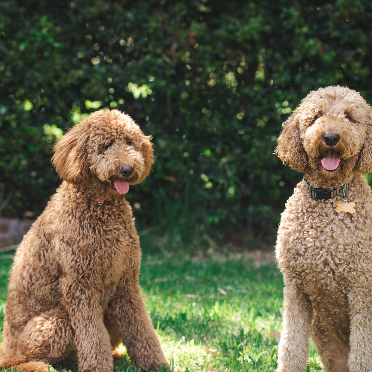 Female Name, a Labradoodle